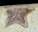 Rare, Cretaceous Starfish (Marocaster) - Large Specimens #48331-2